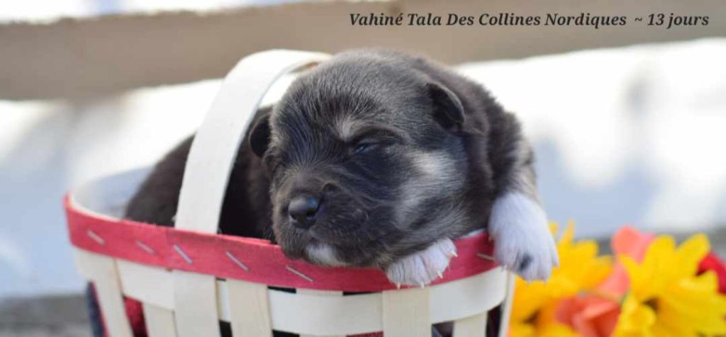 Des Collines Nordiques - Chiot disponible  - Chien finnois de Laponie