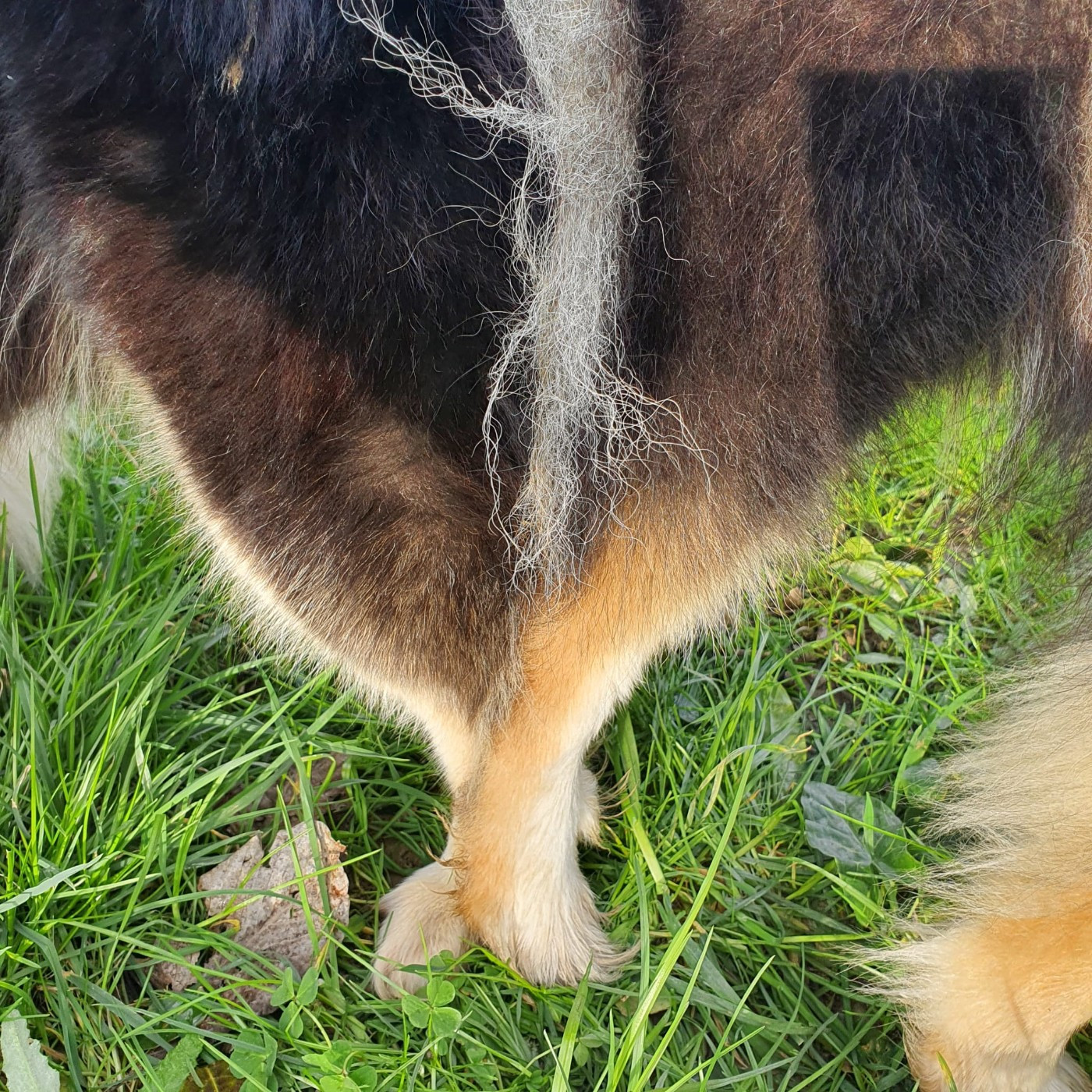 Prochaine portées 2026