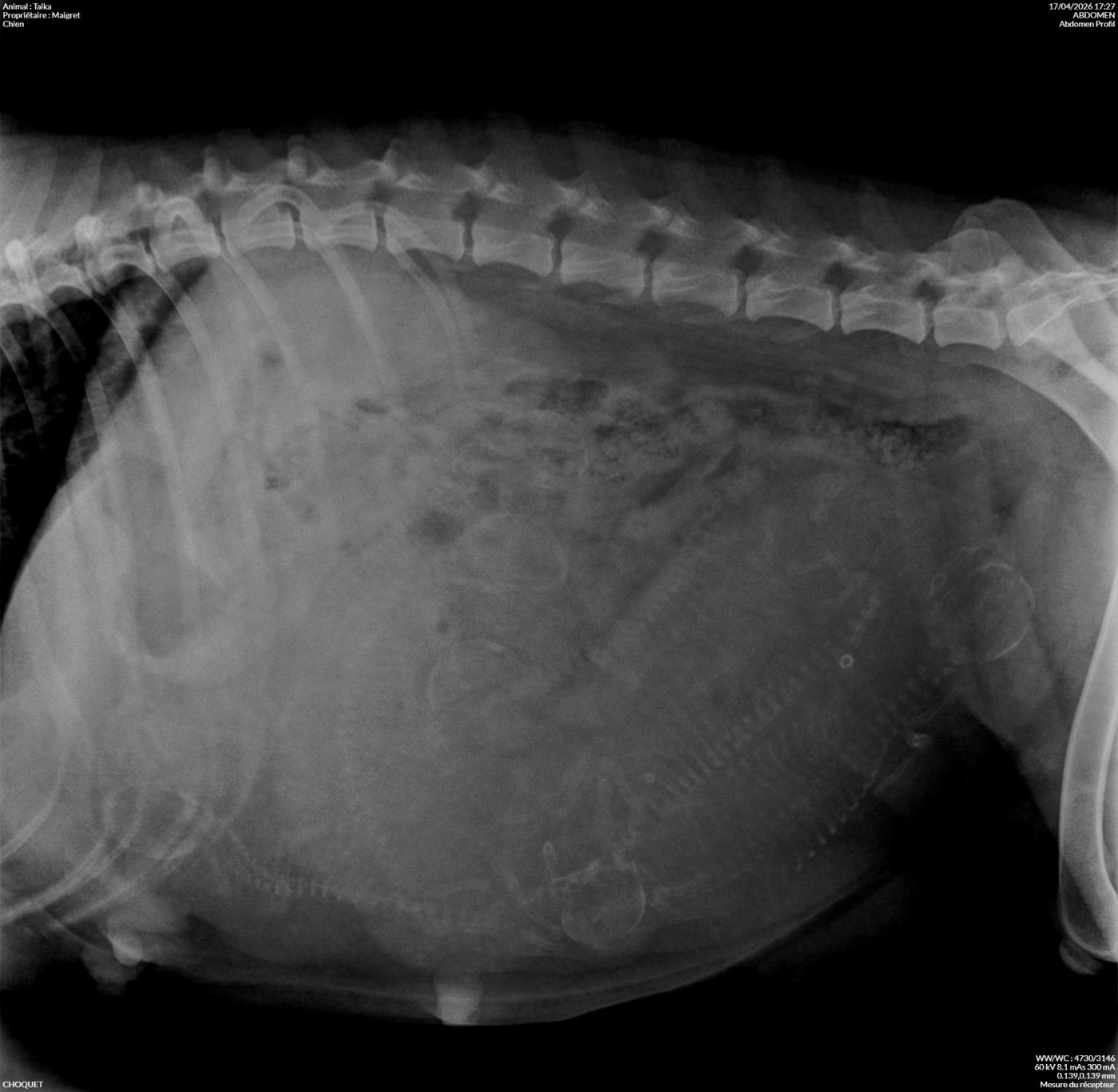 Radiographie de gestation naissance Avril 2026
