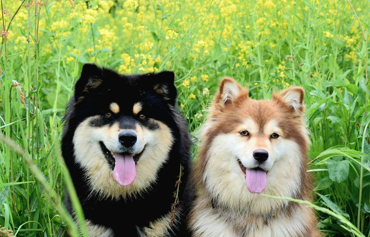 Les copains de balade
