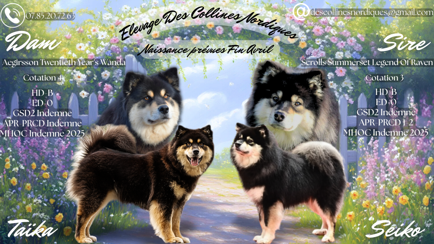 Chiot Chien finnois de Laponie Des Collines Nordiques