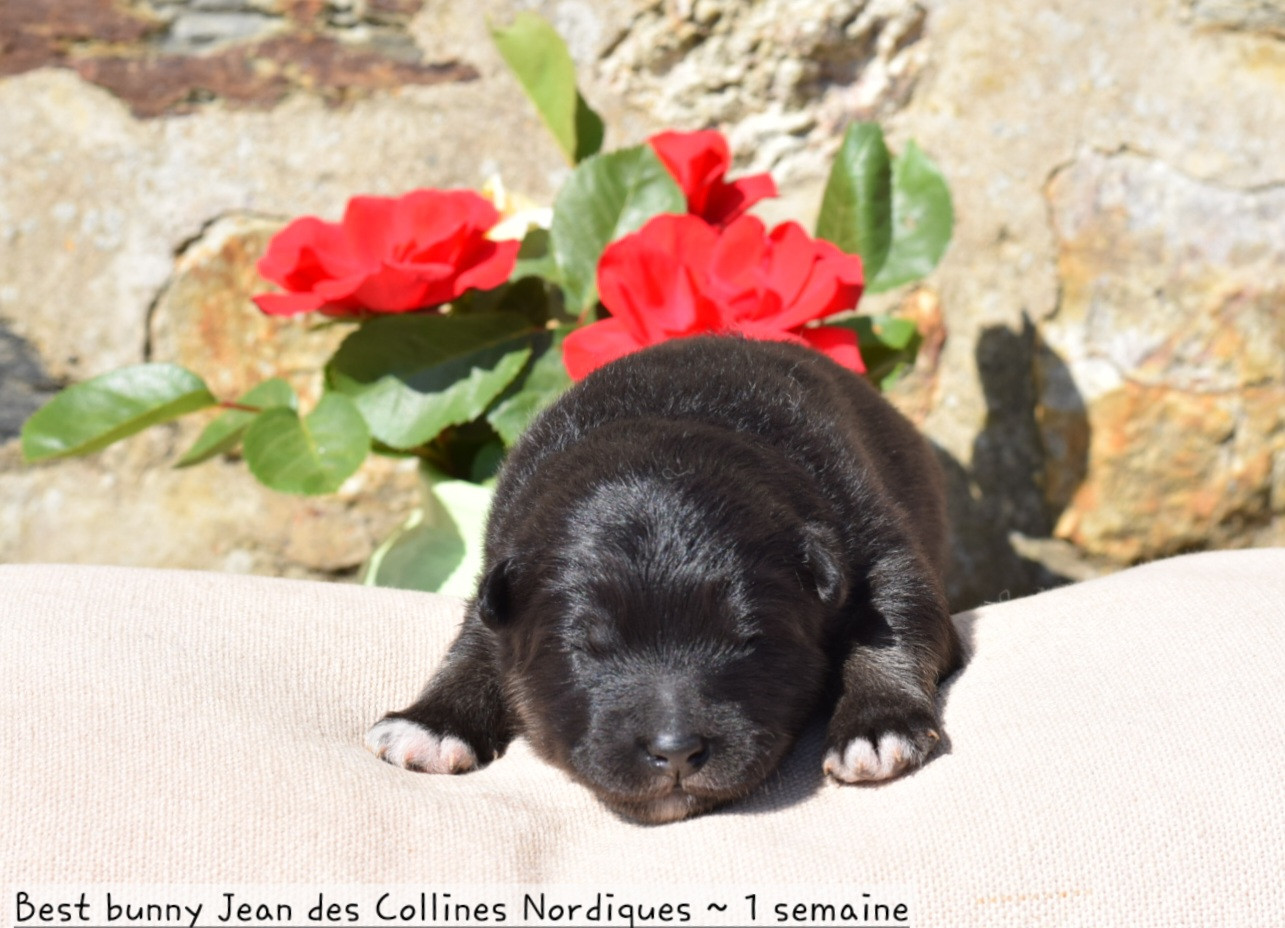 Des Collines Nordiques - Chiots disponibles - Chien finnois de Laponie