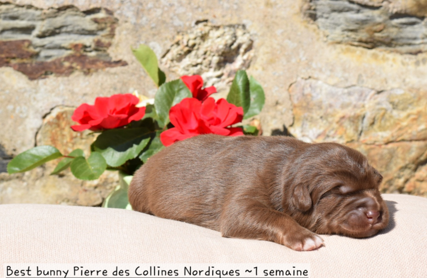 Des Collines Nordiques - Chiots disponibles - Chien finnois de Laponie