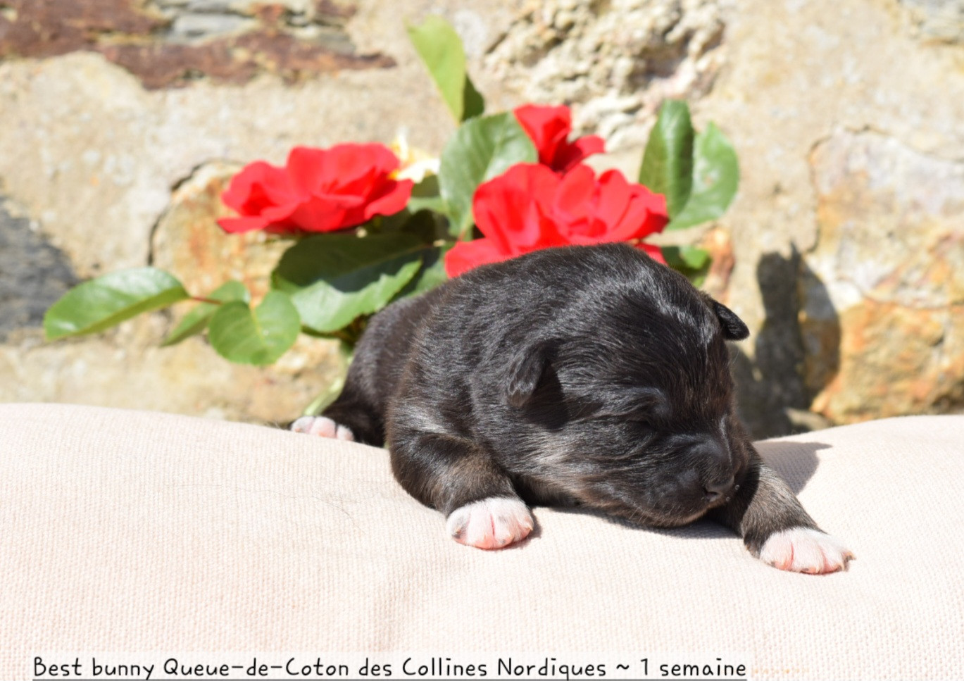 Des Collines Nordiques - Chiots disponibles - Chien finnois de Laponie
