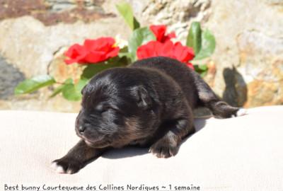 Best bunny Courtequeue des Colllines Nordiques
