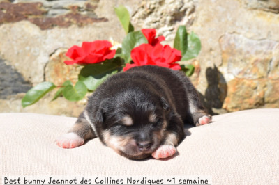 Best bunny Jeannot des Collines Nordiques