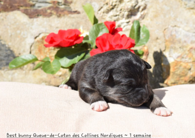 Best bunny Queue-de-Coton des Collines Nordiques