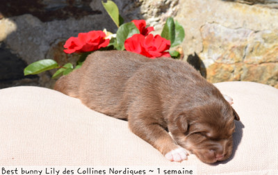 Best bunny Lily des Collines Nordiques